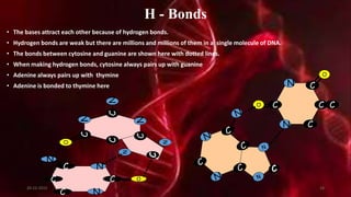 H - Bonds
• The bases attract each other because of hydrogen bonds.
• Hydrogen bonds are weak but there are millions and millions of them in a single molecule of DNA.
• The bonds between cytosine and guanine are shown here with dotted lines.
• When making hydrogen bonds, cytosine always pairs up with guanine
• Adenine always pairs up with thymine
• Adenine is bonded to thymine here
C
C
C
C
N
N
O
N
C
C
C
C
N
N
O
N
N
N
C
C
C
C
C
N
N
O
O
C
20-12-2015 16
 