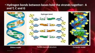 • Hydrogen bonds between bases hold the strands together: A
and T, C and G
Ribbon model Partial chemical structure Computer model
Hydrogen bond
20-12-2015 17
 