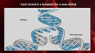 • Each strand is a template for a new strand
helicase
DNA polymerase
20-12-2015 21
 