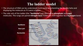 The ladder model
• The structure of DNA can be understood more easily by untwisting the double helix and
displaying the molecule as if it were a ladder.
• The side rails of the ladder (the “backbone”) are alternating phosphate and sugar
molecules. The rungs are paired nitrogen base molecules held together by a hydrogen bond.
Nucleotide
Base pair
Backbone
20-12-2015 22
 