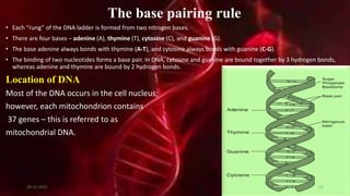 The base pairing rule
• Each “rung” of the DNA ladder is formed from two nitrogen bases.
• There are four bases – adenine (A), thymine (T), cytosine (C), and guanine (G).
• The base adenine always bonds with thymine (A-T), and cytosine always bonds with guanine (C-G).
• The binding of two nucleotides forms a base pair. In DNA, cytosine and guanine are bound together by 3 hydrogen bonds,
whereas adenine and thymine are bound by 2 hydrogen bonds.
Location of DNA
Most of the DNA occurs in the cell nucleus;
however, each mitochondrion contains
37 genes – this is referred to as
mitochondrial DNA.
20-12-2015 23
 
