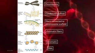 DNA
chromatin
chromatin fibers
fibers connected to
chromosome scaffold
Condenced scaffold
Chromosome
20-12-2015 28
 