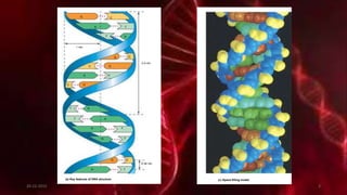 C
T
A
A
T
CG
GC
A
C G
AT
AT
A T
TA
C
TA
0.34 nm
3.4 nm
(a) Key features of DNA structure
G
1 nm
G
(c) Space-filling model
T
20-12-2015 3
 