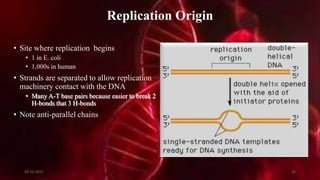 Replication Origin
• Site where replication begins
• 1 in E. coli
• 1,000s in human
• Strands are separated to allow replication
machinery contact with the DNA
• Many A-T base pairs because easier to break 2
H-bonds that 3 H-bonds
• Note anti-parallel chains
20-12-2015 35
 