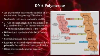 DNA Polymerase
• An enzyme that catalyzes the addition of a
nucleotide to the growing DNA chain
• Nucleotide enters as a nucleotide tri-PO4
• 3’–OH of sugar attacks first phosphate of tri-
PO4 bond on the 5’ C of the new nucleotide
• releasing pyrophosphate (PPi) + energy
• Bidirectional synthesis of the DNA double
helix
• Corrects mistaken base pairings
• Requires an established polymer (small RNA
primer) before addition of more nucleotides
• Other proteins and enzymes necessary
20-12-2015 37
 