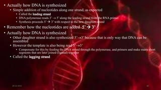 • Actually how DNA is synthesized
• Simple addition of nucleotides along one strand, as expected
• Called the leading strand
• DNA polymerase reads 3’  5’ along the leading strand from the RNA primer
• Synthesis proceeds 5’  3’ with respect to the new daughter strand
• Remember how the nucleotides are added 5’  3’
• Actually how DNA is synthesized
• Other daughter strand is also synthesized 5’3’ because that is only way that DNA can be
assembled
• However the template is also being read 5’3’
• Compensate for this by feeding the DNA strand through the polymerase, and primers and make many short
segments that are later joined (ligated) together
• Called the lagging strand
20-12-2015 40
 