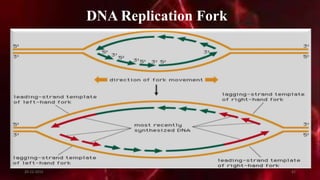 DNA Replication Fork
20-12-2015 41
 