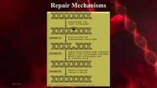 Repair Mechanisms
20-12-2015 47
 