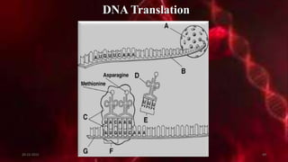 DNA Translation
20-12-2015 49
 