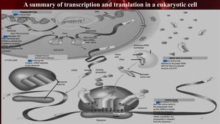 A summary of transcription and translation in a eukaryotic cell
TRANSCRIPTION
RNA is transcribed
from a DNA template.
DNA
RNA
polymerase
RNA
transcript
RNA PROCESSING
In eukaryotes, the
RNA transcript (pre-
mRNA) is spliced and
modified to produce
mRNA, which moves
from the nucleus to the
cytoplasm.
Exon
RNA transcript
(pre-mRNA)
Intron
NUCLEUS
FORMATION OF
INITIATION COMPLEX
After leaving the
nucleus, mRNA attaches
to the ribosome.
CYTOPLASM
mRNA Growing
polypeptide
Ribosomal
subunits
Aminoacyl-tRNA
synthetase
Amino
acid
tRNA
AMINO ACID ACTIVATION
Each amino acid
attaches to its proper tRNA
with the help of a specific
enzyme and ATP.
Activated
amino acid
TRANSLATION
A succession of tRNAs
add their amino acids to
the polypeptide chain
as the mRNA is moved
through the ribosome
one codon at a time.
(When completed, the
polypeptide is released
from the ribosome.)
AnticodonA A A
U G G U U U A U G
E A
Ribosome
1
5
5
3
Codon
2
3 4
5
20-12-2015 50
 