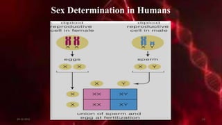 Sex Determination in Humans
20-12-2015 53
 