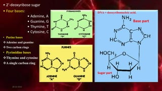 • 2’-deoxyribose sugar
• Four bases:
• Adenine, A
• Guanine, G
• Thymine, T
• Cytosine, C
• Purine bases
Adenine and guanine
Two carbon rings
• Pyrimidine bases
Thymine and cytosine
A single carbon ring
Base part
Sugar part
DNA = deoxyribonucleic acid.
20-12-2015 7
 