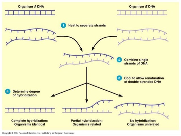Dna Probe Diagram Image collections - How To Guide And 