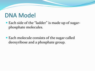 DNA Model
Each side of the “ladder” is made up of sugar-
phosphate molecules.
Each molecule consists of the sugar called
deoxyribose and a phosphate group.