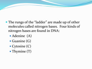  The rungs of the “ladder” are made up of other
molecules called nitrogen bases. Four kinds of
nitrogen bases are found in DNA:
Adenine (A)
Guanine (G)
Cytosine (C)
Thymine (T)