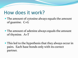 How does it work?
The amount of cytosine always equals the amount
of guanine. C=G
The amount of adenine always equals the amount
of thymine. A=T
This led to the hypothesis that they always occur in
pairs. Each base bonds only with its correct
partner.