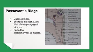 Surgical Anatomy of Nasopharynx- Debashis Nanda | PPT