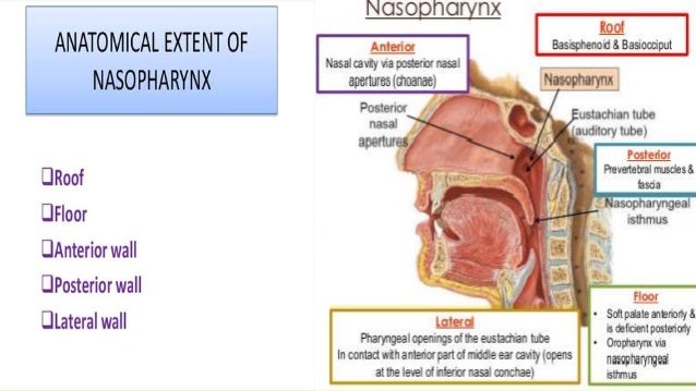 Surgical Anatomy Of Nasopharynx Debashis Nanda