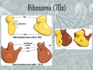 Ribosoma (70s)
 
