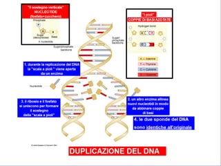 Dna