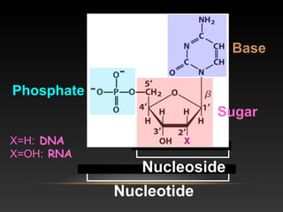 Nucleotide
Nucleoside
Base
Phosphate
Sugar
X=H: DNA
X=OH: RNA
 