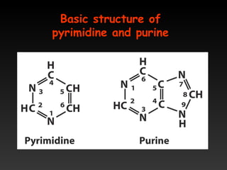 Basic structure of
pyrimidine and purine
 