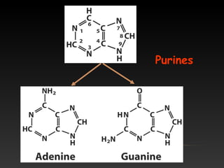 Purines
 