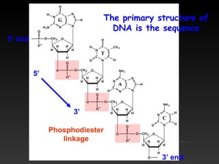 The primary structure of
DNA is the sequence
5’ end
3’ end
5’
3’
Phosphodiester
linkage
 