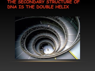 THE SECONDARY STRUCTURE OF
DNA IS THE DOUBLE HELIX
 