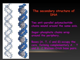 The secondary structure of
DNA
Two anti-parallel polynucleotide
chains wound around the same axis.
Sugar-phosphate chains wrap
around the periphery.
Bases (A, T, C and G) occupy the
core, forming complementary A · T
and G · C Watson-Crick base pairs.
 