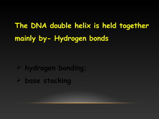  hydrogen bonding;
 base stacking
The DNA double helix is held together
mainly by- Hydrogen bonds
 