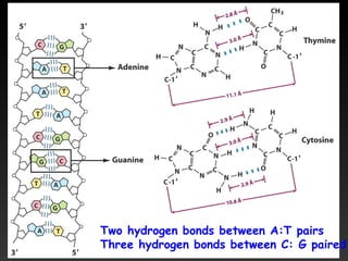 Two hydrogen bonds between A:T pairs
Three hydrogen bonds between C: G paired
 