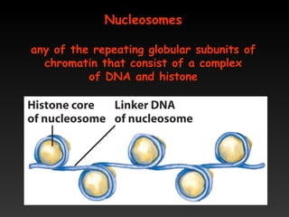 Nucleosomes
any of the repeating globular subunits of
chromatin that consist of a complex
of DNA and histone
 