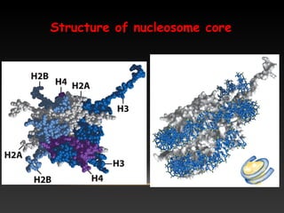 Structure of nucleosome core
 