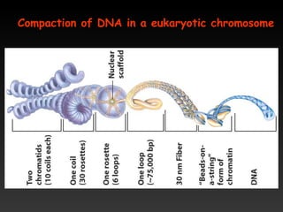 Compaction of DNA in a eukaryotic chromosome
 
