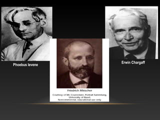 Erwin Chargaff
Phoebus levene
 