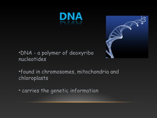 •DNA - a polymer of deoxyribo
nucleotides
•found in chromosomes, mitochondria and
chloroplasts
• carries the genetic information
 