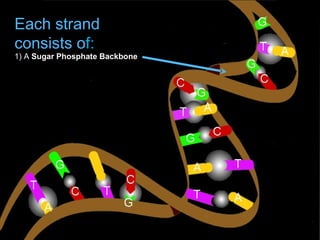 Each strand
consists of:
1) A Sugar Phosphate Backbone
 