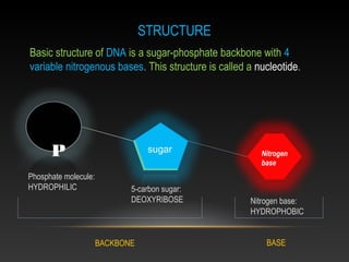 STRUCTURESTRUCTURE
Basic structure of DNA is a sugar-phosphate backbone with 4
variable nitrogenous bases. This structure is called a nucleotide.
P sugar Nitrogen
base
Phosphate molecule:
HYDROPHILIC 5-carbon sugar:
DEOXYRIBOSE Nitrogen base:
HYDROPHOBIC
BACKBONE BASE
 