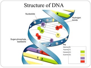 Hydrogen
bonds
Nucleotide
Sugar-phosphate
backbone
Key
Adenine (A)
Thymine (T)
Cytosine (C)
Guanine (G)
Structure of DNA
 