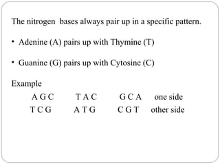 The nitrogen bases always pair up in a specific pattern.
• Adenine (A) pairs up with Thymine (T)
• Guanine (G) pairs up with Cytosine (C)
Example
A G C T A C G C A one side
T C G A T G C G T other side
 