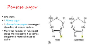 Genetic Ribose DNA structure as genetic material | PPTX