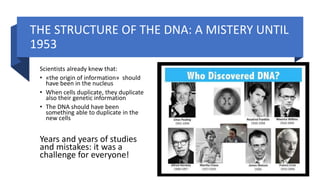 THE STRUCTURE OF THE DNA: A MISTERY UNTIL
1953
Scientists already knew that:
• «the origin of information» should
have been in the nucleus
• When cells duplicate, they duplicate
also their genetic information
• The DNA should have been
something able to duplicate in the
new cells
Years and years of studies
and mistakes: it was a
challenge for everyone!
 