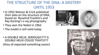 THE STRUCTURE OF THE DNA: A MISTERY
UNTIL 1953
• In 1953 Watson & Crick published
their data on the structure of DNA,
based on Rosalind Franklin’s and
Ray Gosling’s x-ray photography
• They won the Nobel in 1962
• The model is still valid today
• A DOUBLE HELIX, SERIOUSLY??? A
DOUBLE HELIX COILED TIGHTLY??
(they all expected something easier)
 