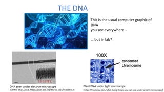 THE DNA
DNA seen under electron microscope
(Gentile et al., 2012, https://pubs.acs.org/doi/10.1021/nl3039162)
This is the usual computer graphic of
DNA
you see everywhere…
… but in lab?
Plant DNA under light microscope
(https://rsscience.com/what-living-things-you-can-see-under-a-light-microscope/)
 