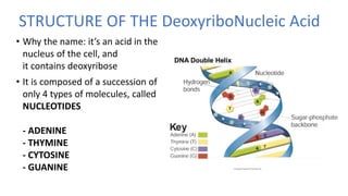 STRUCTURE OF THE DeoxyriboNucleic Acid
• Why the name: it’s an acid in the
nucleus of the cell, and
it contains deoxyribose
• It is composed of a succession of
only 4 types of molecules, called
NUCLEOTIDES
- ADENINE
- THYMINE
- CYTOSINE
- GUANINE
 
