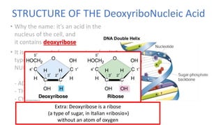 STRUCTURE OF THE DeoxyriboNucleic Acid
• Why the name: it’s an acid in the
nucleus of the cell, and
it contains deoxyribose
• It is composed of a succession of only 4
types of molecules, called
NUCLEOTIDES:
- ADENINE
- THYMINE
- CYTOSINE
- GUANINE Extra: Deoxyribose is a ribose
(a type of sugar, in Italian «ribosio»)
without an atom of oxygen
 