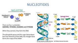 NUCLEOTIDES
There are four nucleotides:
ADENINE, THYMINE, GUANINE and CYTOSINE
When they connect, they form the DNA
The phosphate group and the sugar deoxyribose
form the filaments of the DNA, the nitrogen base
forms the rungs of the ladder
 