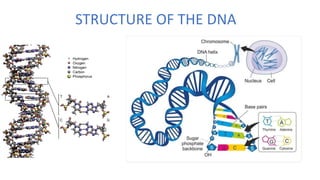 STRUCTURE OF THE DNA
 
