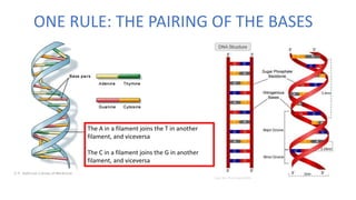 ONE RULE: THE PAIRING OF THE BASES
The A in a filament joins the T in another
filament, and viceversa
The C in a filament joins the G in another
filament, and viceversa
 